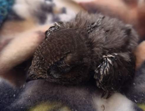 Swift Nesting Crisis Sparks Outrage in South Tyneside