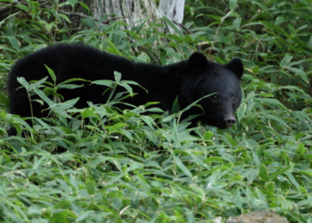 Japan Bear Hunt: Serial Fridge Raider Sparks Panic