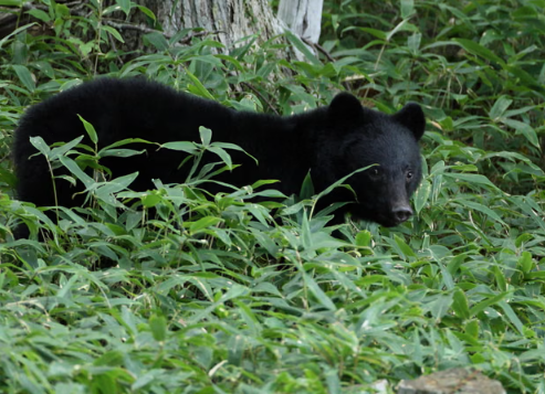 Japan Bear Hunt: Serial Fridge Raider Sparks Panic