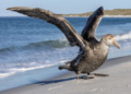 Deadly H5 Bird Flu Reaches Australia's East Coast