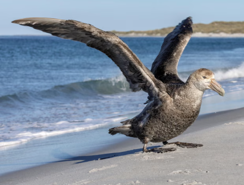 Deadly H5 Bird Flu Reaches Australia's East Coast
