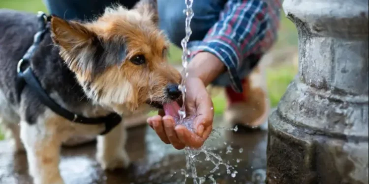 dogs left in hot cars