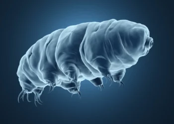 Unlocking the Genome: The Quest to Sequence Tardigrades