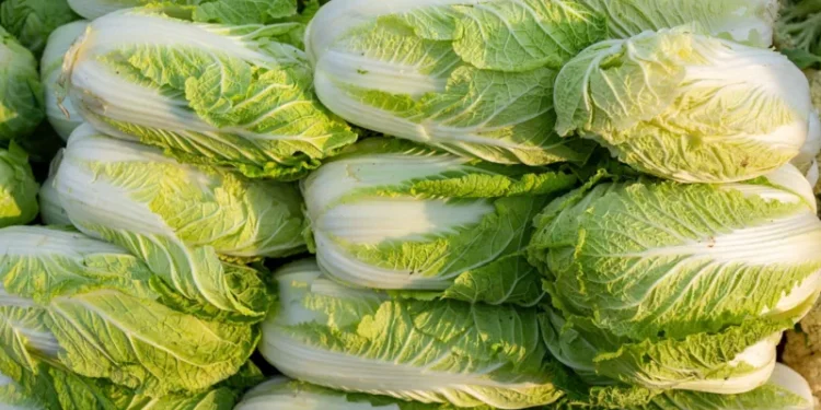 formaldehyde used on cabbages in China