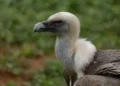 Nigeria vulture conservation