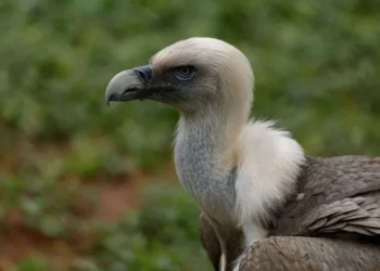 Nigeria vulture conservation