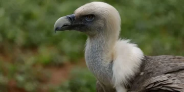 Nigeria vulture conservation