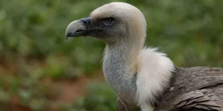 Nigeria vulture conservation