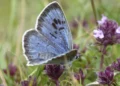 Britain Records Second-Best Butterfly Season in 16 Years