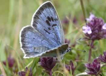 Britain Records Second-Best Butterfly Season in 16 Years