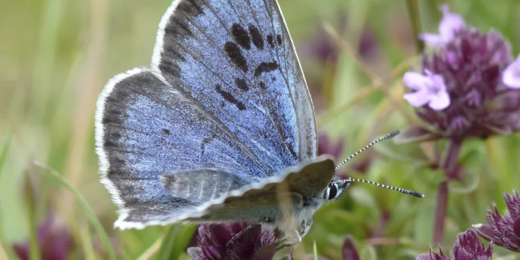 Britain Records Second-Best Butterfly Season in 16 Years