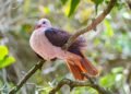 UK Funds Gene Editing to Protect Threatened Wildlife