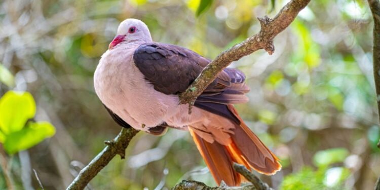 UK Funds Gene Editing to Protect Threatened Wildlife