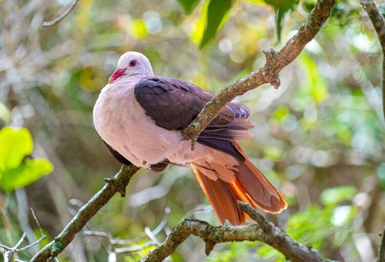 UK Funds Gene Editing to Protect Threatened Wildlife