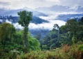Tropics May Wait Longest for Net-Zero Climate Benefits