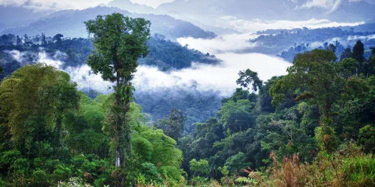 Tropics May Wait Longest for Net-Zero Climate Benefits
