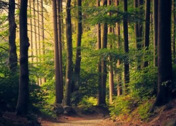 UN Warns of Narrowing Window to Restore Forests