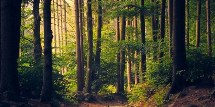 UN Warns of Narrowing Window to Restore Forests