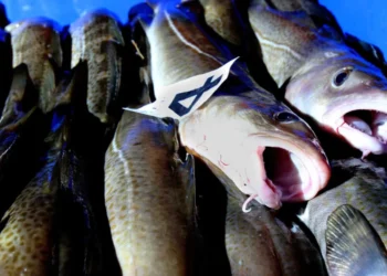 UK Shoppers Urged to Avoid Hake and Coley