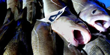 UK Shoppers Urged to Avoid Hake and Coley
