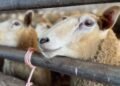 Britain Faces Worst Bluetongue Outbreak on Record