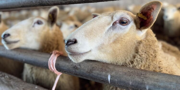 Britain Faces Worst Bluetongue Outbreak on Record