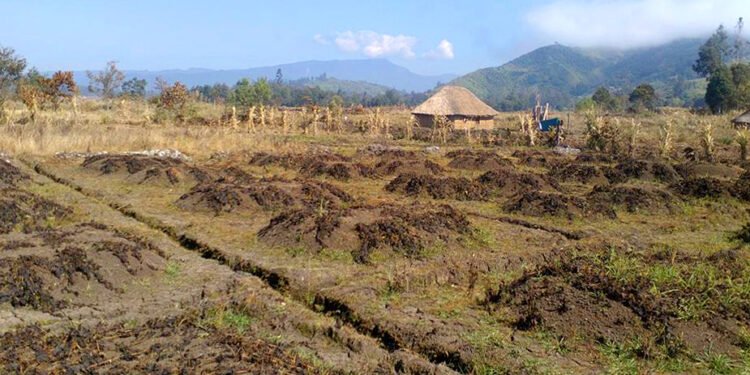 El Niño Drought Pushes Papua New Guinea Into Crisis