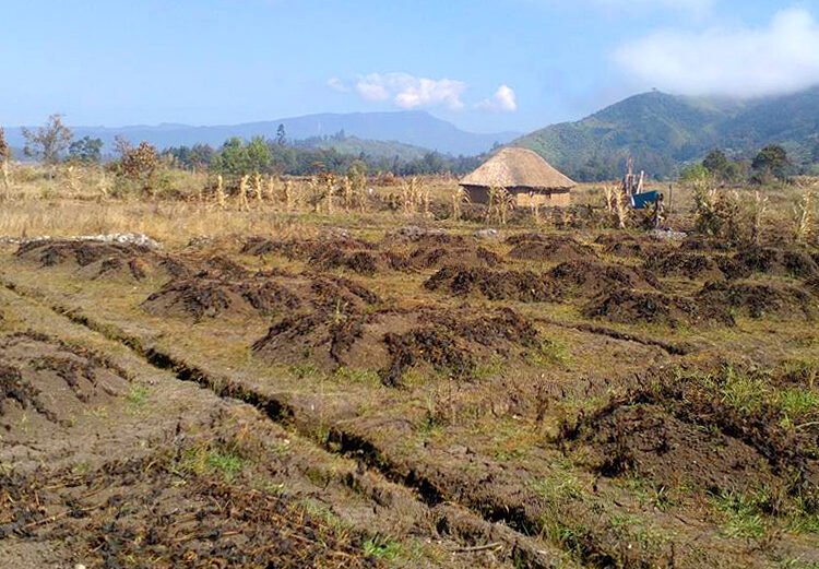 El Niño Drought Pushes Papua New Guinea Into Crisis