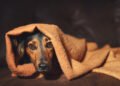 UK Weighs Tougher Firework Rules Over Animal Welfare